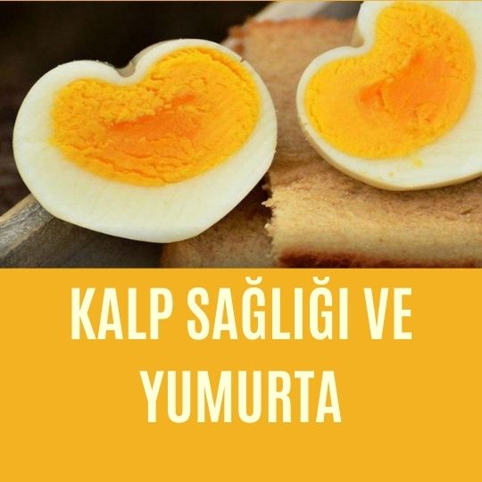 Kalp sağlığı ve yumurta