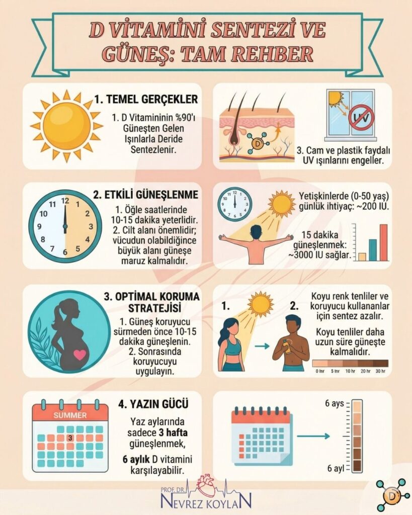 D vitamini sentesi ve güneş ilişkisi hakkında infografik