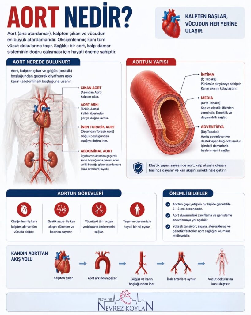 “Aort Nedir?” başlıklı 4:5 oranlı infografik: üstte büyük başlık ve kısa açıklama, ortada insan vücudu içinde kalpten başlayıp göğüs ve karın boyunca uzanan aortun anatomik çizimi; solda aortun bölümleri (çıkan aort, aort arkı, inen torasik aort, abdominal aort) etiketlenmiş, sağda aort duvarının kesiti (intima, media, adventisya) gösterilmiş. Alt bölümde aortun görevleri, önemli bilgiler ve kanın aorttan vücuda dağılımını anlatan akış şeması yer alıyor.