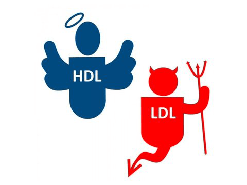 HDL ve LDL kolesterol