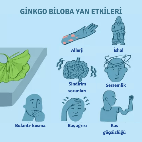 Ginkgo biloba yan etkileri