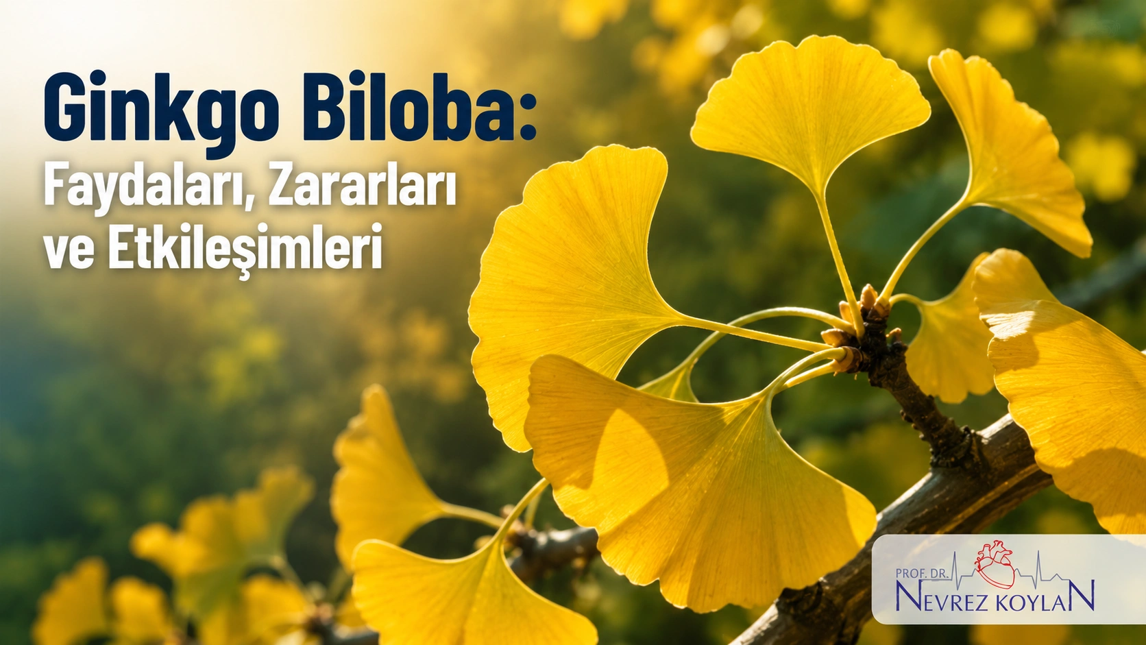 Ginkgo biloba yaprakları ve ağacı — faydaları ve zararları hakkında bilgilendirici blog kapak görseli