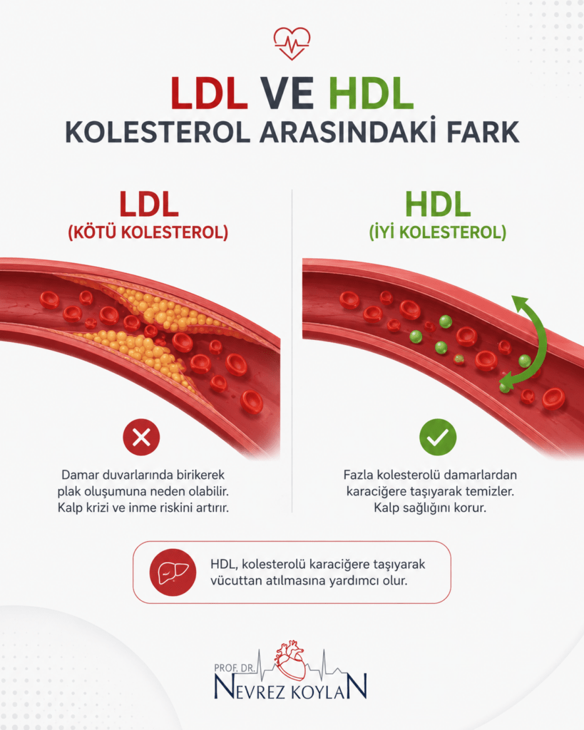 LDL ve HDL kolesterolün damar sağlığı üzerindeki etkilerini karşılaştıran, kalp sağlığı odaklı bilgilendirici infografik.