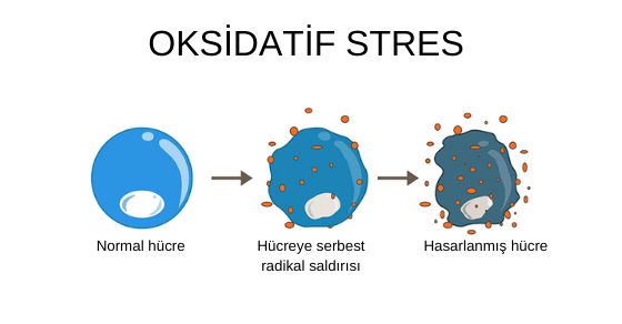 Oksidatif stresin hücre üzerindeki etkisi