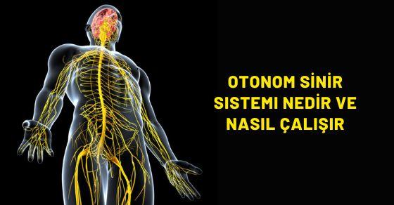 Otonom sinir sistemi nedir ve nasıl çalışır?