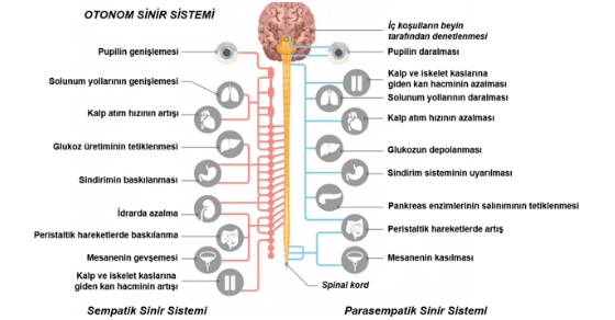 Otonom sinir sistemi etkileri