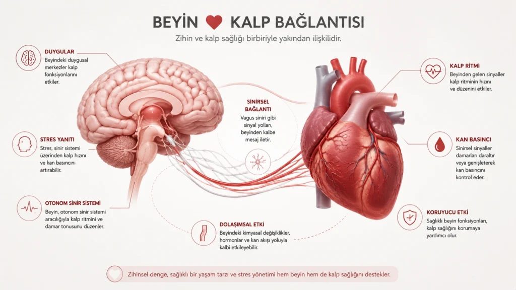 Migren ile kalp ve damar sağlığı arasındaki bağlantıyı gösteren şematik illüstrasyon