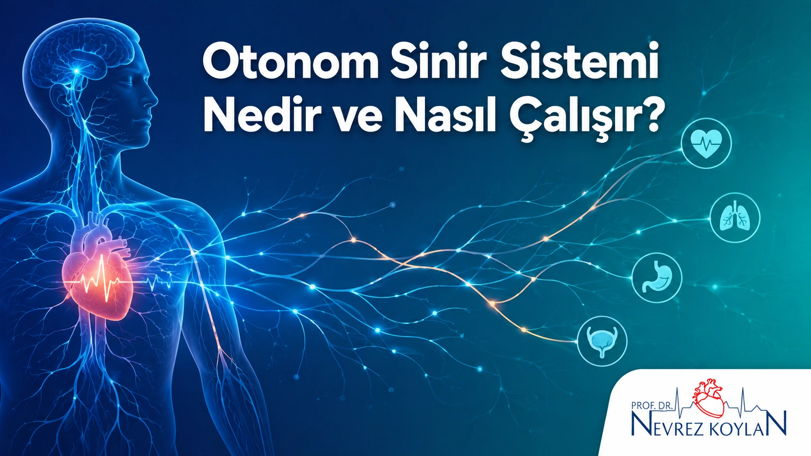 Otonom sinir sistemi nedir ve nasıl çalışır - kapak görseli, sinir ağı ve kalp illüstrasyonu