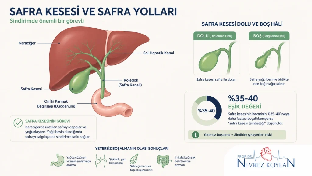 Safra kesesi anatomisi ve ejeksiyon fraksiyonu ölçümü