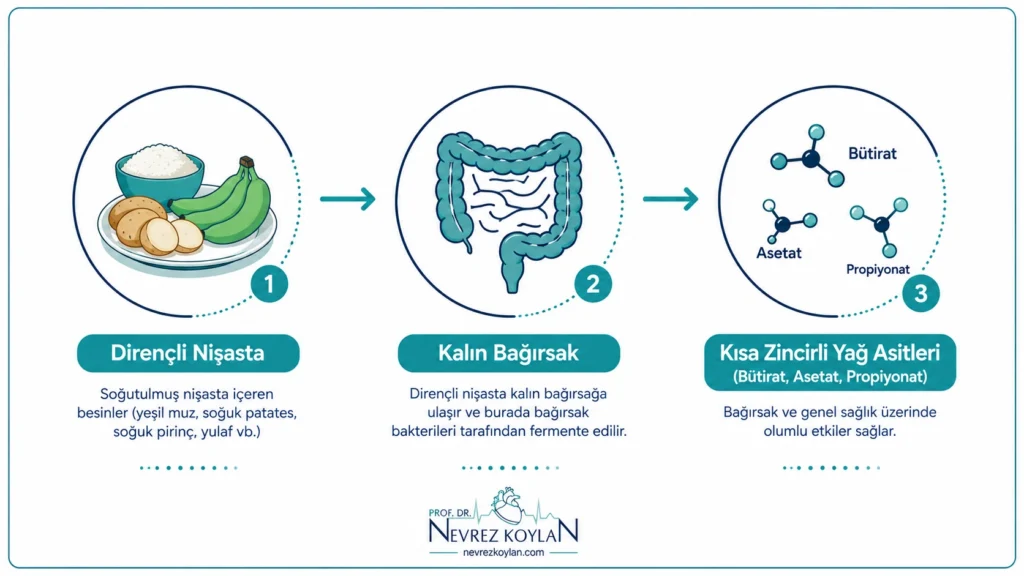 Dirençli nişastanın kalın bağırsakta fermente olup kısa zincirli yağ asitlerine dönüşüm süreci şeması