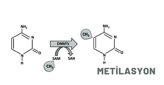 Metilasyon