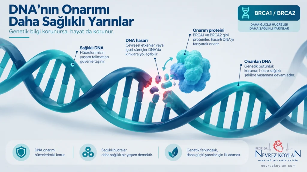 BRCA1 ve BRCA2 geninin DNA onarımındaki rolünü gösteren bilimsel illüstrasyon