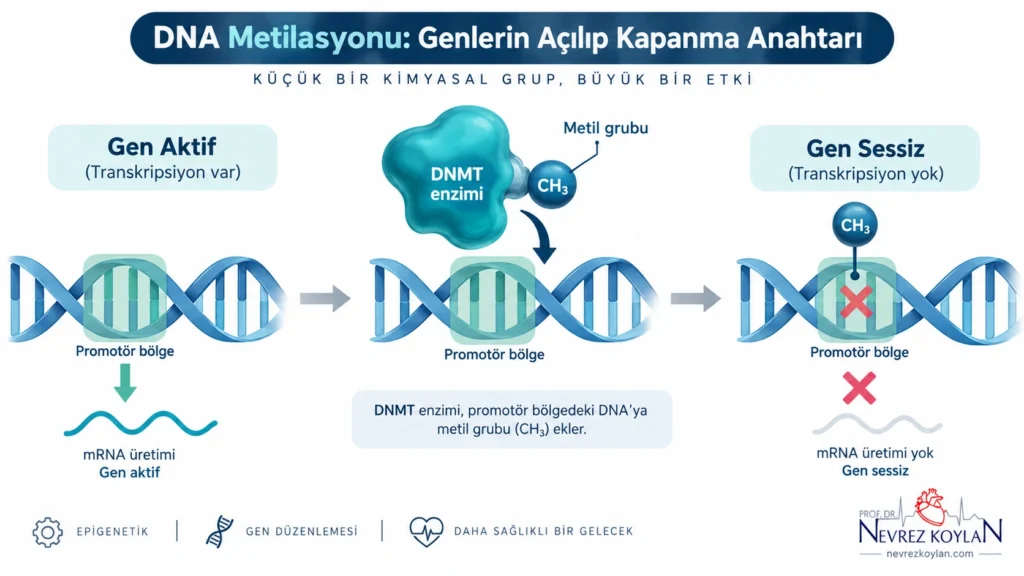 DNA metilasyonu sürecinin şematik gösterimi