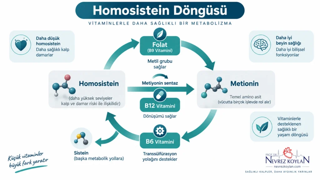 Homosistein metilasyon döngüsü ve B vitaminleri