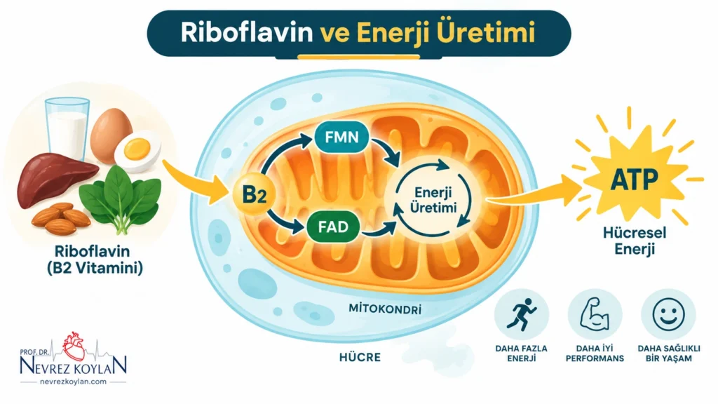 Riboflavin B2 vitamininin FAD ve FMN koenzimleri aracılığıyla hücresel enerji üretimindeki rolünü gösteren şema