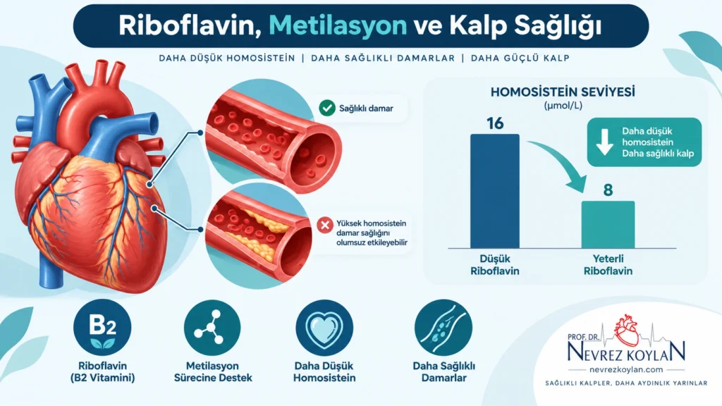 Riboflavin B2 vitamininin metilasyon döngüsü ve homosistein düzeyleri üzerinden kalp sağlığıyla ilişkisini gösteren illüstrasyon