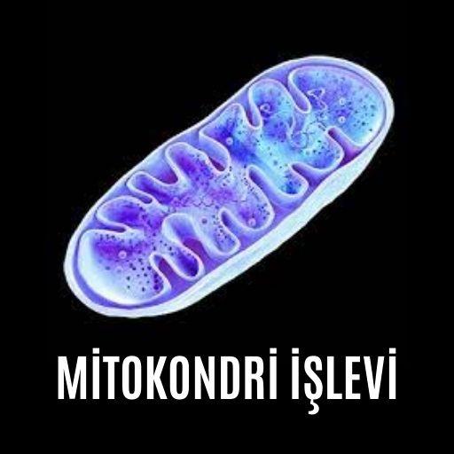 Mitokondri işlevi