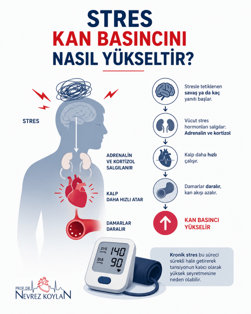 Stresin kan basıncını nasıl yükselttiğini anlatan minimalist tıbbi infografik. Beyaz arka plan üzerinde lacivert ve kırmızı tonlarda tasarlanan görselde, baş kısmında “Stres Kan Basıncını Nasıl Yükseltir?” başlığı yer alıyor. Sol tarafta stres altında bir insan silüeti bulunurken; beyin, böbrekler, kalp ve damar sistemi üzerinden stres hormonlarının etkisi şematik olarak gösteriliyor. Sağ tarafta savaş ya da kaç yanıtı, adrenalin ve kortizol salınımı, kalp hızının artması ve damarların daralması gibi süreçler ikonlarla açıklanıyor. Alt bölümde 140/90 tansiyon değerini gösteren dijital tansiyon aleti ve “Kronik stres tansiyonun kalıcı olarak yüksek seyretmesine neden olabilir” mesajı yer alıyor. Görsel, stresin hipertansiyon üzerindeki biyolojik etkilerini sade ve anlaşılır şekilde özetliyor.