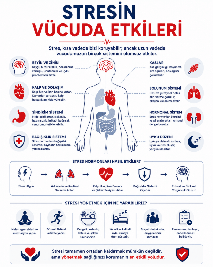 Stresin vücut üzerindeki etkilerini anlatan minimalist tıbbi infografik. Beyaz arka plan üzerinde lacivert ve kırmızı tonlarda tasarlanan görselde “Stresin Vücuda Etkileri” başlığı yer alıyor. Ortada insan vücudu silüeti bulunurken; beyin, kalp, sindirim sistemi, bağışıklık sistemi, kaslar, solunum sistemi, hormonal denge ve uyku düzeni üzerindeki etkiler ikonlar ve kısa açıklamalarla gösteriliyor. Görselde stres hormonlarının artışıyla kalp hızının yükselmesi, damarların gerilmesi, mide sorunları, kas gerginliği ve uyku bozukluklarının gelişebileceği anlatılıyor. Alt bölümde nefes egzersizleri, düzenli fiziksel aktivite, sağlıklı beslenme, kaliteli uyku ve sosyal destek gibi stres yönetimi önerileri sade ikonlarla destekleniyor. Görsel, kronik stresin tüm vücut sistemleri üzerindeki etkilerini anlaşılır ve sade bir şekilde özetliyor.