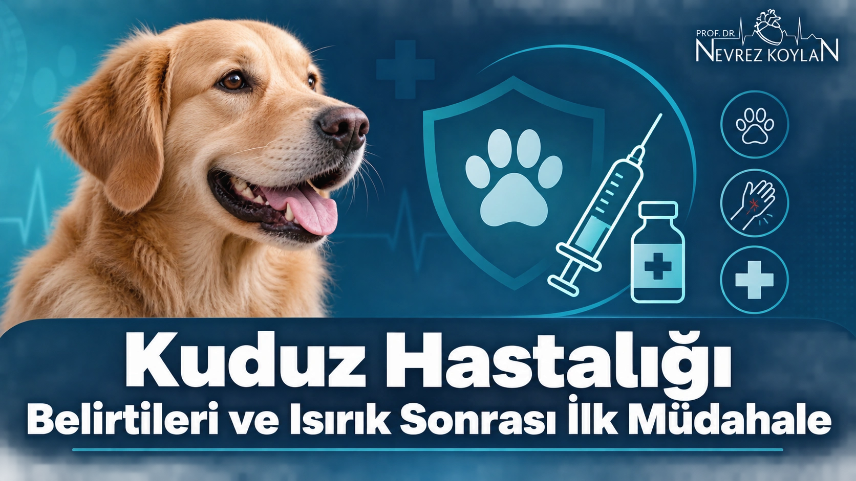 Kuduz hastalığı belirtileri ve ısırık sonrası ilk müdahale — kapak görseli