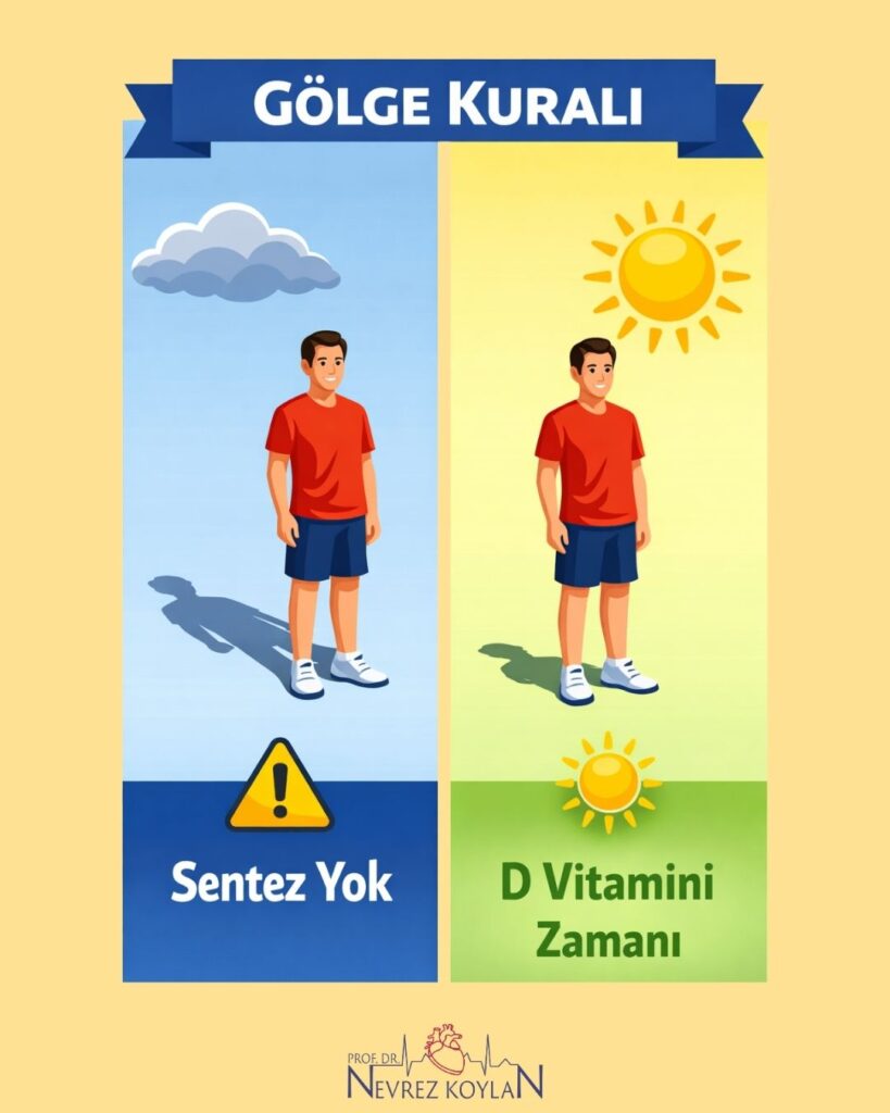 D vitamini sentezi için gölge kuralını açıklayan görsel