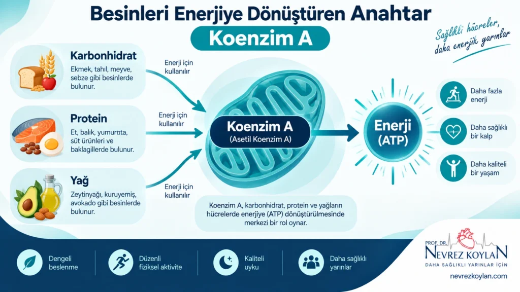 Pantotenik asidin koenzim A'ya dönüşerek enerji metabolizmasındaki rolünü gösteren şema