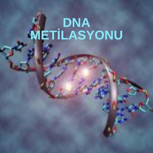 DNA metilasyonu