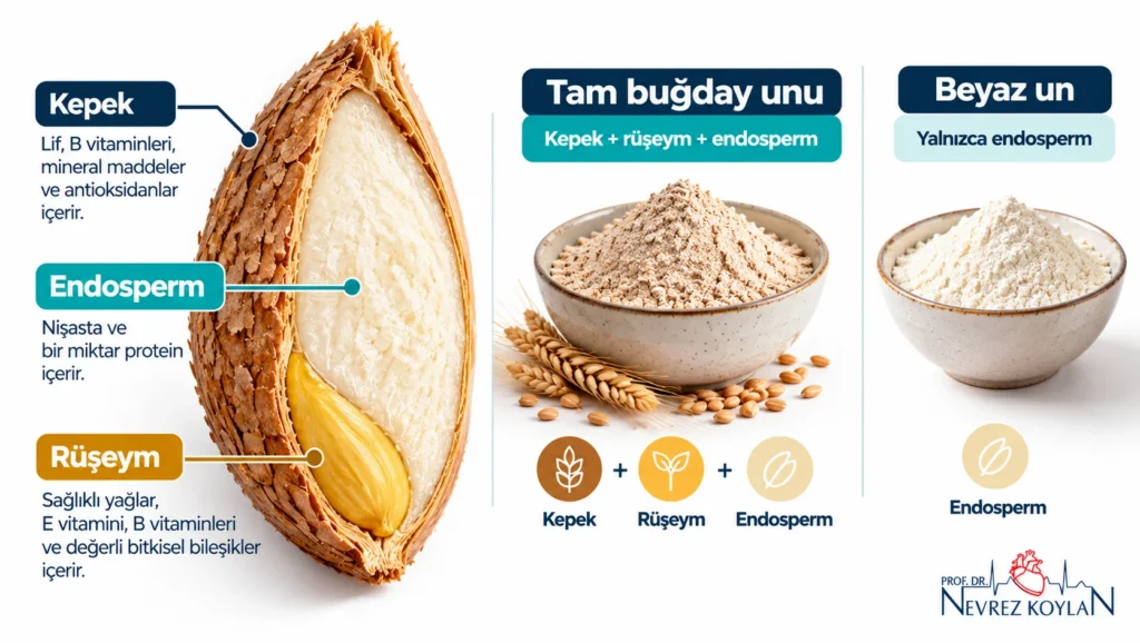 Buğday tanesinin kepek, rüşeym ve endosperm katmanları ile tam buğday unu ve beyaz un arasındaki farkı gösteren infografik