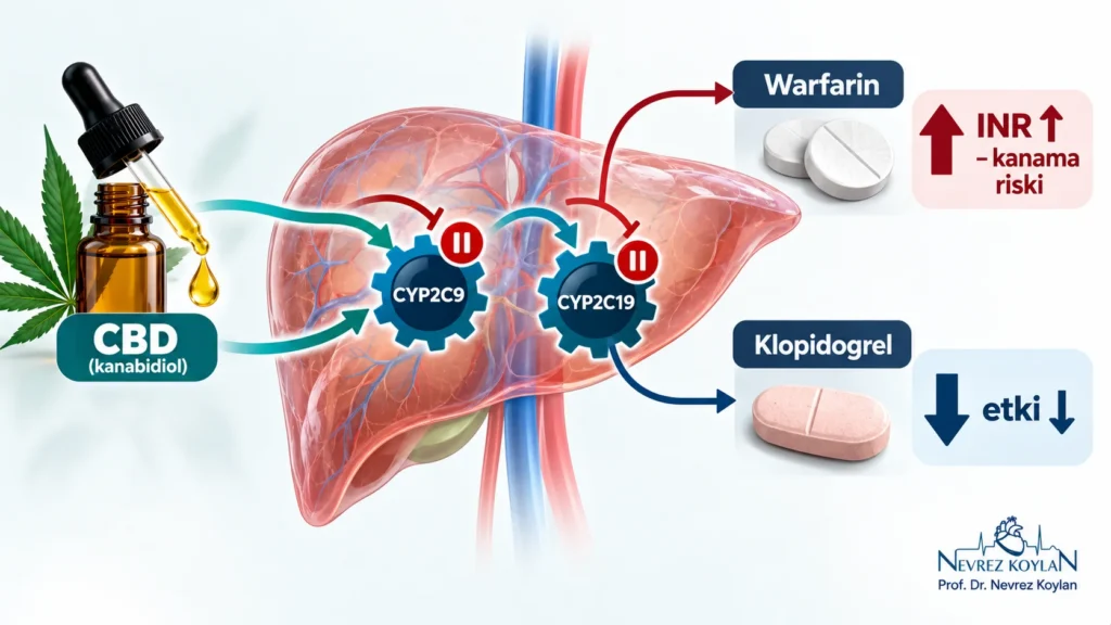 CBD yağının warfarin ve klopidogrel gibi kalp ilaçlarıyla karaciğer enzimleri üzerinden etkileşimini gösteren şema