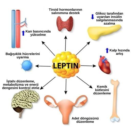 Leptin işlevleri