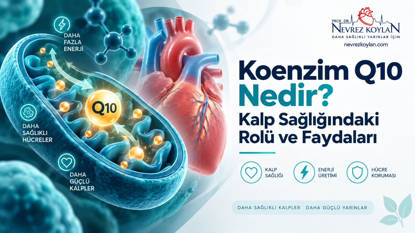 koenzim q10 nedir kalp sağlığı faydaları