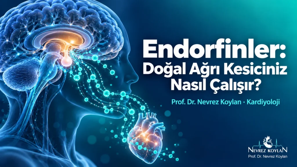 Endorfinler kapak görseli: beyindeki hipofizden kalbe doğru yayılan turkuaz endorfin molekülleri ve Prof. Dr. Nevrez Koylan logosu