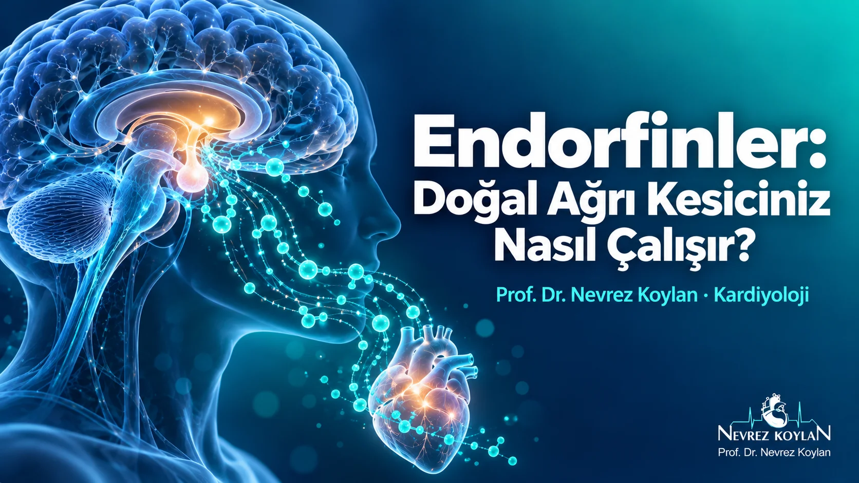 Endorfinler kapak görseli: beyindeki hipofizden kalbe doğru yayılan turkuaz endorfin molekülleri ve Prof. Dr. Nevrez Koylan logosu