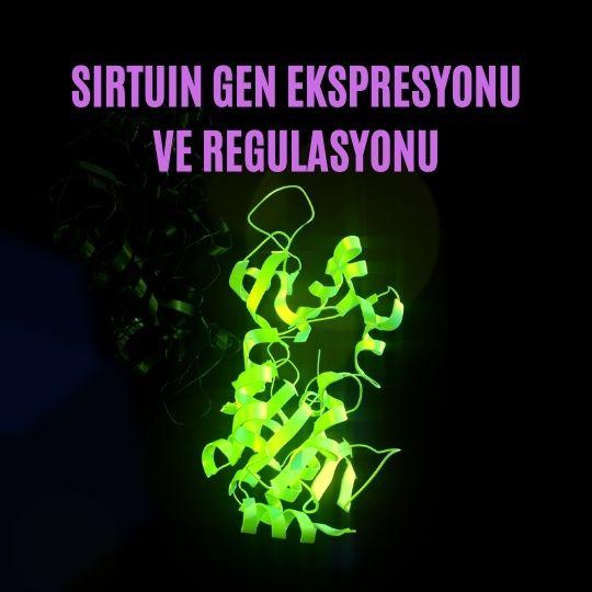 Sirtuin gen ekspresyonu ve regulasyonu
