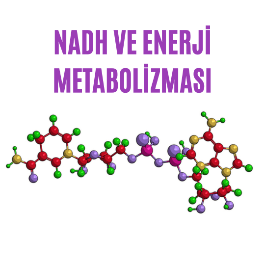 NADH ve enerji metabolizması