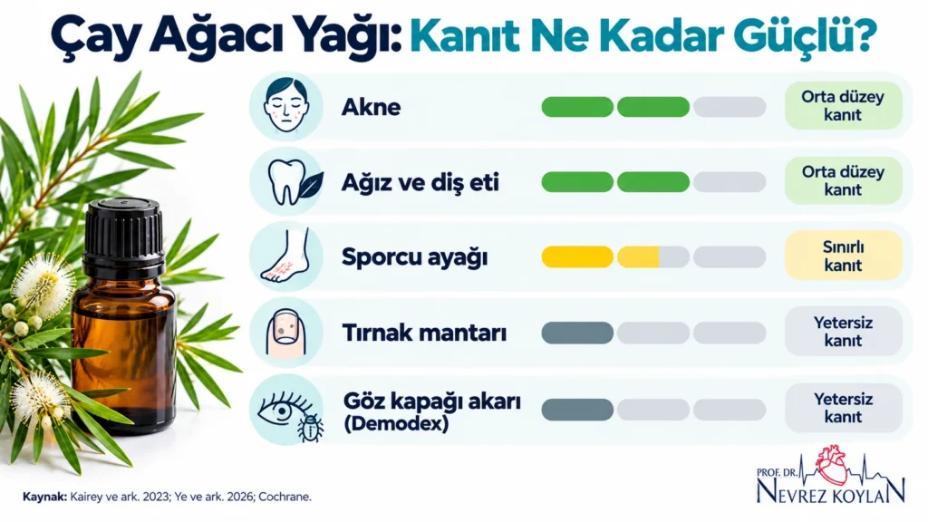 Çay ağacı yağının akne, sporcu ayağı, diş eti, tırnak mantarı ve Demodex üzerindeki bilimsel kanıt düzeyini gösteren infografik