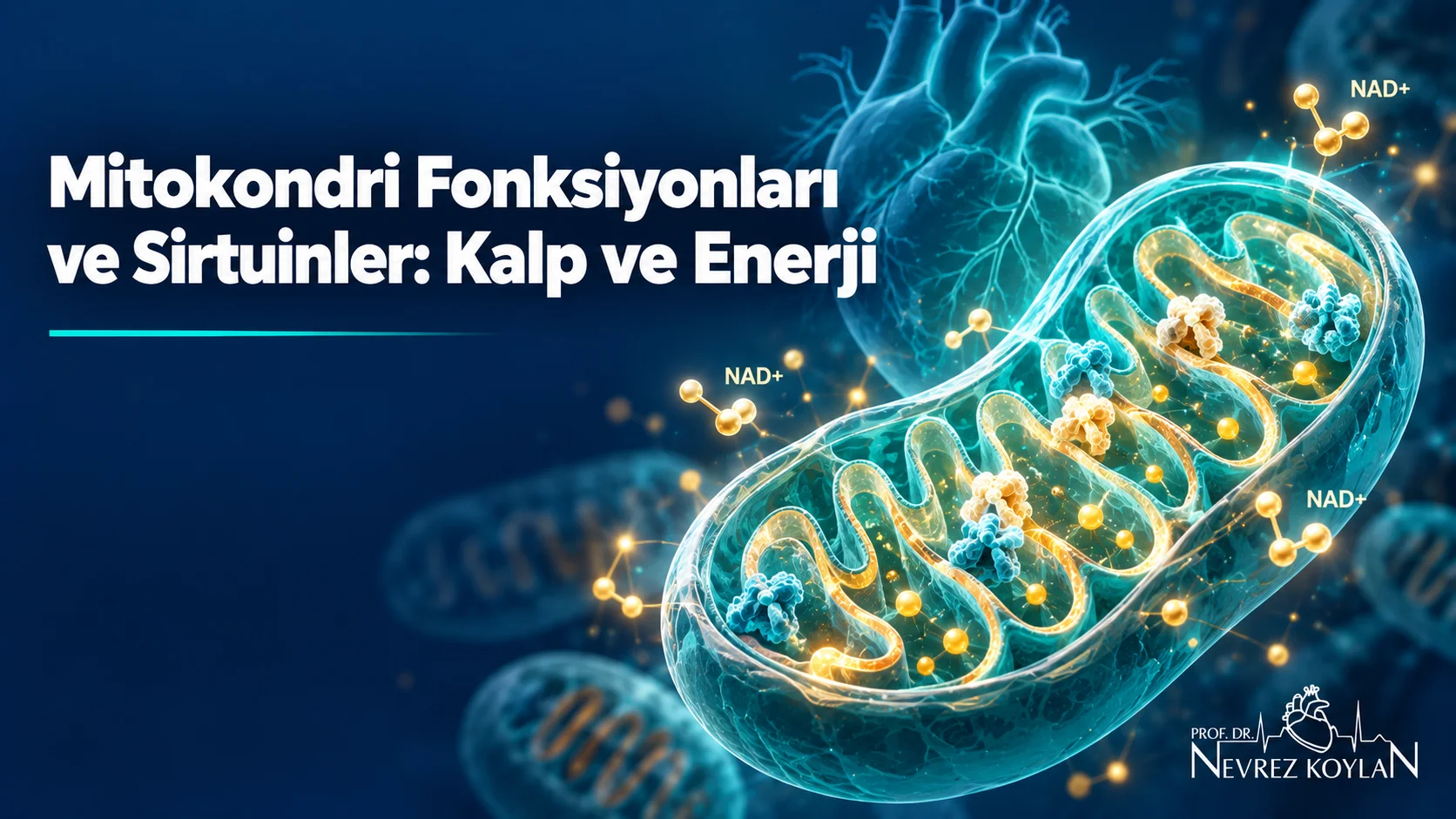 Mitokondri fonksiyonları ve sirtuinler kapak görseli: kalp silueti önünde enerji üreten mitokondri ve Prof. Dr. Nevrez Koylan logosu