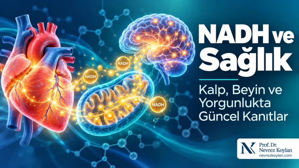 NADH ve sağlık kapak görseli: kalp ve beyne enerji taşıyan mitokondri illüstrasyonu ve Prof. Dr. Nevrez Koylan logosu