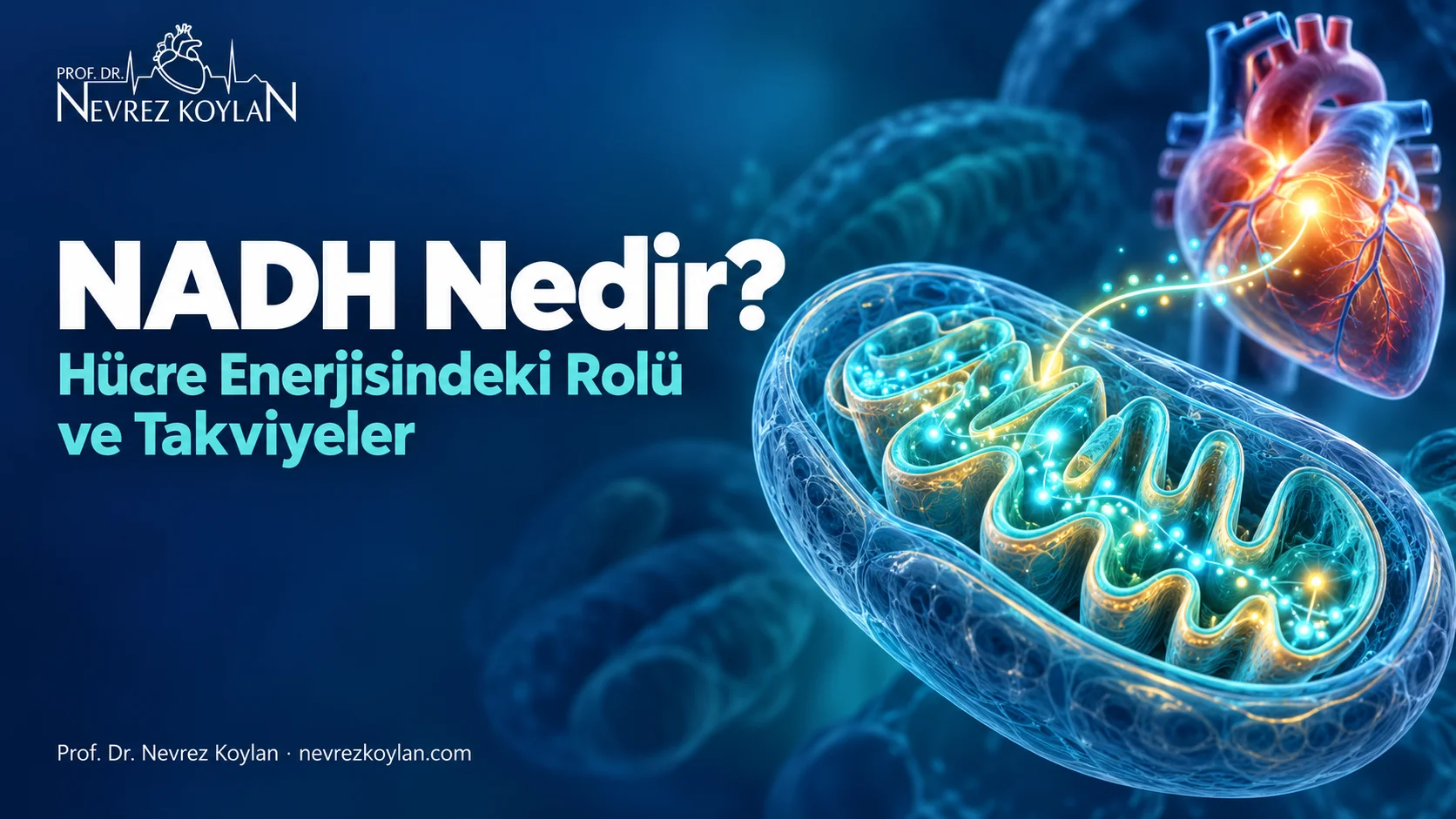 NADH nedir sorusunu anlatan kapak görseli: mitokondriden kalbe uzanan enerji akışı illüstrasyonu