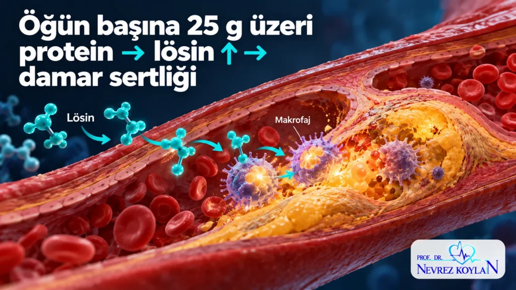 Fazla proteinden gelen lösinin damar duvarındaki makrofajları etkileyerek damar sertliğine katkısını gösteren illüstrasyon