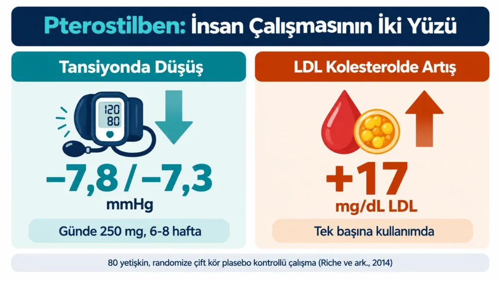 Pterostilben çalışmasında günde 250 mg dozla tansiyonun yaklaşık 7-8 mmHg düştüğünü, LDL kolesterolün ise tek başına kullanımda 17 mg/dL yükseldiğini gösteren infografik