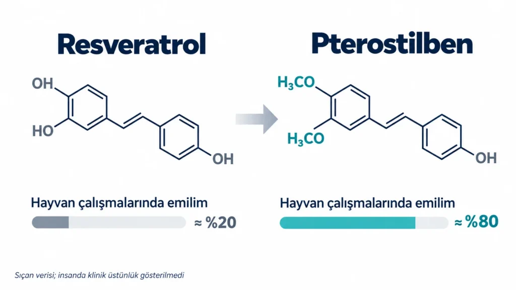 Pterostilben ve resveratrol molekül yapılarını yan yana gösteren, iki metoksi grubunun emilimi nasıl artırdığını anlatan infografik