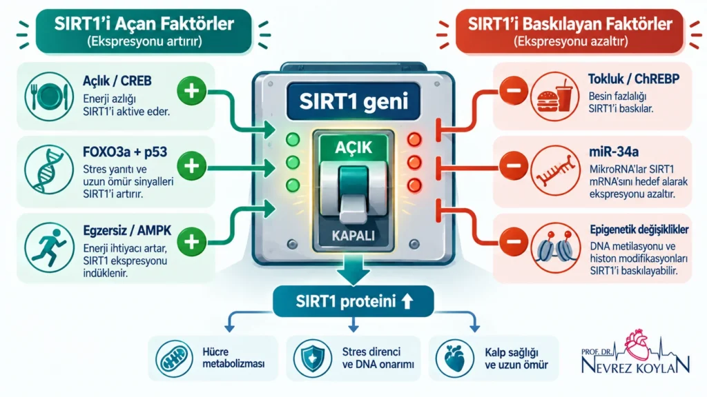 Sirtuin regülasyonunda SIRT1 genini açan ve frenleyen faktörleri gösteren kontrol paneli infografiği