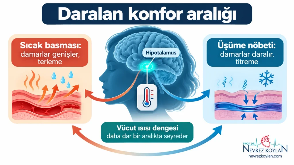 Menopozda östrojen düşüşüyle hassaslaşan hipotalamusun sıcak basması ve üşüme nöbeti döngüsünü gösteren infografik