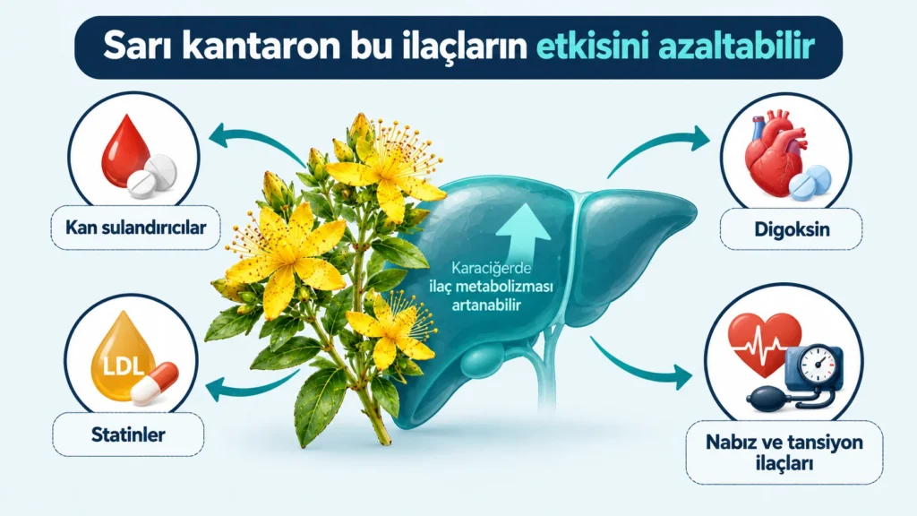 Sarı kantaronun kan sulandırıcılar, digoksin, statinler ve tansiyon ilaçlarıyla etkileşimini gösteren infografik