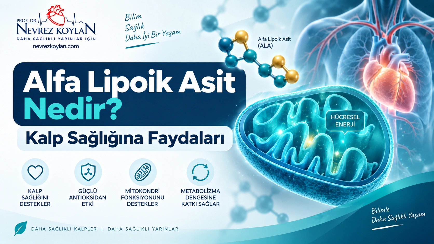 Alfa lipoik asit nedir ve kalp sağlığına faydaları — kapak görseli