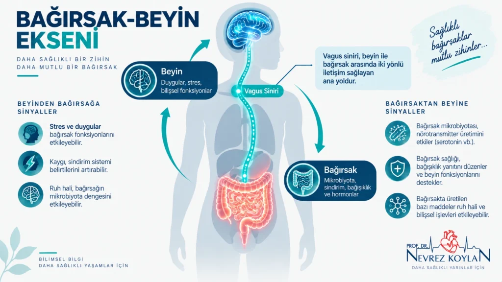 Stresin bağırsak mikrobiyotası çeşitliliğine etkisini gösteren karşılaştırmalı illüstrasyon