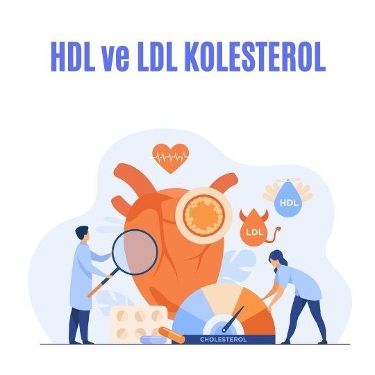 HDL ve LDL kolesterol