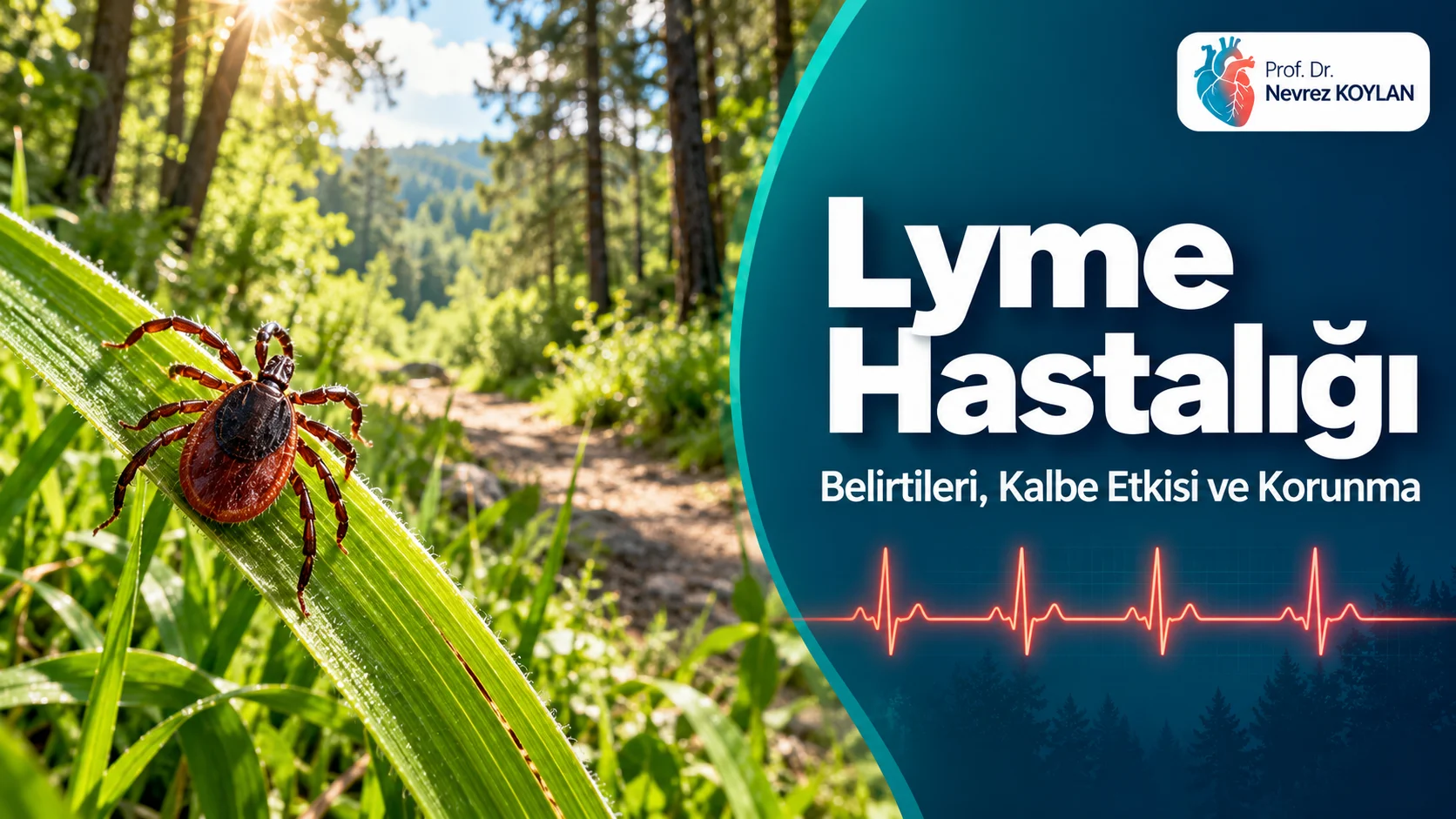 Lyme hastalığı kapak görseli: orman patikasında kene, eritema migrans döküntüsü ve kalp ritmi çizgisi ile Prof. Dr. Nevrez Koylan logosu