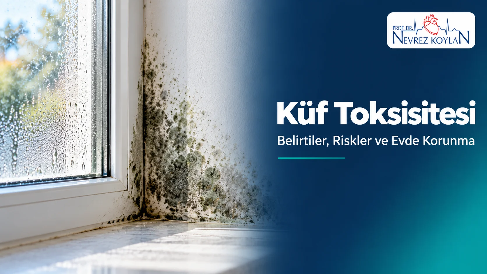 Küf toksisitesi: nemli duvarda küf lekeleri, belirtiler, riskler ve evde korunma başlıklı Prof. Dr. Nevrez Koylan blog kapağı